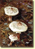 photo of whitecap painting