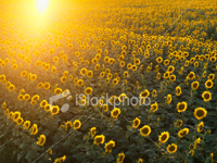 Image of a very regular sunflower field in strong sunshine