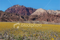 Image of a sunflower field in front of desert mountains