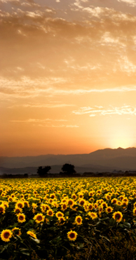 Image of a sunflower field